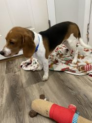 Beagle 5 months