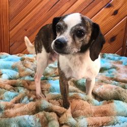 'Hickory' Pocket Beagle for Adoption