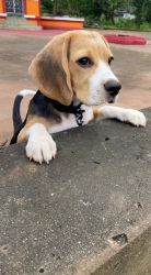 I am selling my Beagle 7 months old puppy