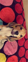 I want to sell my beagle