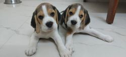 50 days old Beagle Puppy for sale