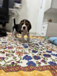 Male beagle 42 days old