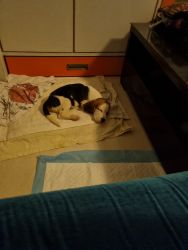 Male Beagle for adoption