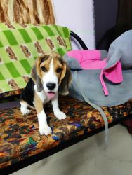 Beagle -4 months old