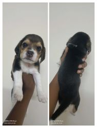 Puppies for SALE