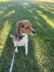 Beagle sweet dog looking for home.
