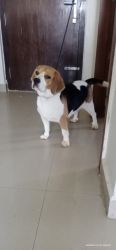 1.5 yrs old beagle female