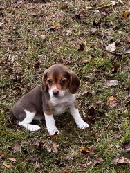 Beagle baby ready to go health guarantee, shots and worming!