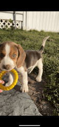 Beagle Puppy 9 weeks!!