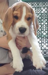 Male Beagle puppy for sale in Kolkata