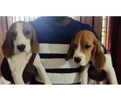 Beagle puppy sale