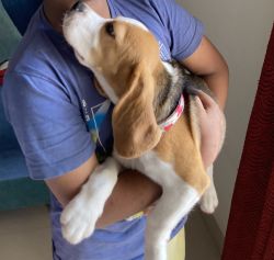 Beagle puppy 80 Days