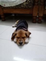 Beagle dog for sale
