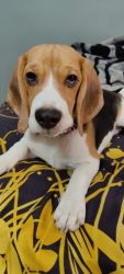 Beagle puppy of three months old