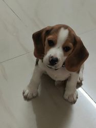 50 day old pure bred beagle pup for sale