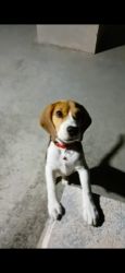 Beagle tricolor Puppy