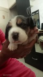 3 weeks old Begal puppies available 3 male and 3 females