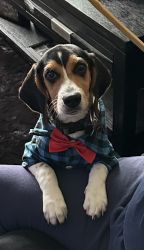 Boy Beagle