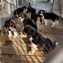 Full bred beagle puppies