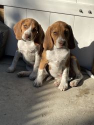 Male Beagle Puppies