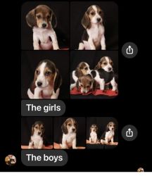Purebred, beagle, puppies