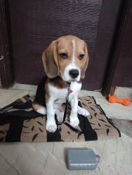 2 month beagle