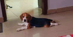 6 Months Pure Beagle for Adoption