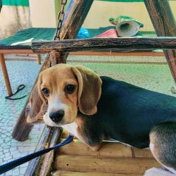 60 days+ female Beagle puppy