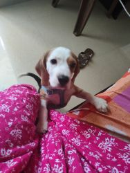 Want to sell beagle puppy 70 days old