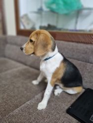7months old beagle puppy with cage and beg with full accessories
