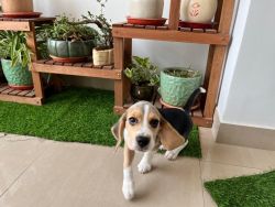 Beagle 9 months old Female for Sale
