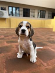 Beagle Male 45 Days Puppy