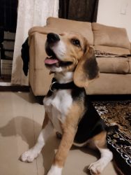 Female beagle puppy for sale