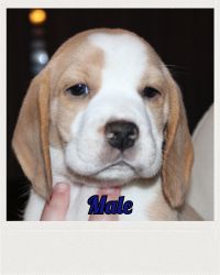 Ukc Beagle puppies
