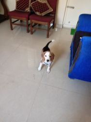 Want to sell beagle puppy