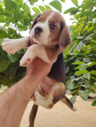 Beagle puppy for sale one month old