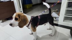Beagle for sell (3months)