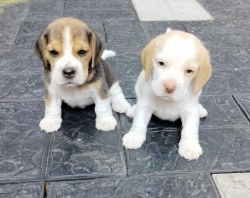 Beagle champion breed Tri color and double color puppies. 27days old.