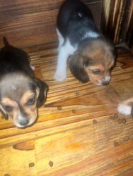 AKC registered beagle pups 9 weeks old