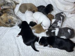 Beaskie puppies ready 12/20/22 reserve today with deposit!