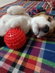 60 days old beagle puppy vaccinated for sale at banglore indiranagar