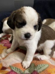 Beagle x shitzu 1 month old male puppy