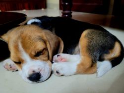 Male Beagle Puppy for Sale