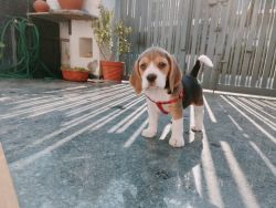 Beagle 50 days