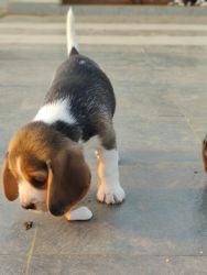 Cute & healthy beagle puppies for Sale
