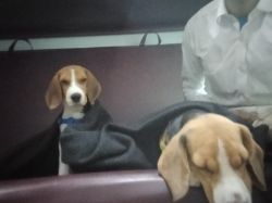 Adorable 1 year Beagle Male pup, kolkata