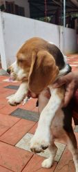 4 month old Beagle puppy for sale