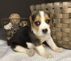 Available Beagle Puppies for sale.