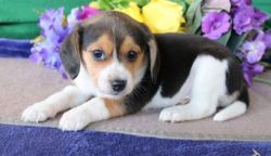 Beagle puppies for sale.