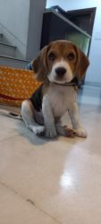 Female Beagle stud puppy for sale